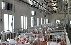 养猪对温度有什么要求？温湿度对养殖场的影响